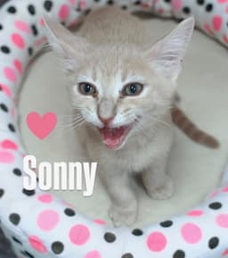 Sonny image 1