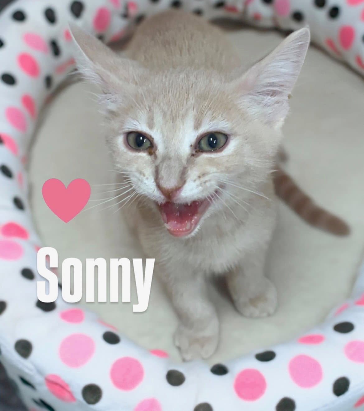 Sonny - Domestic Short Hair