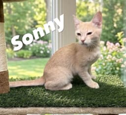 Sonny image 2