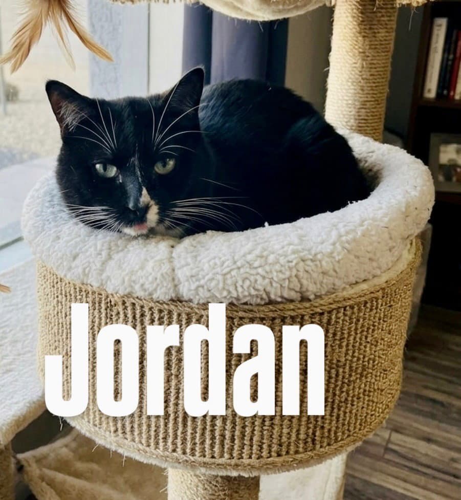 Jordan - Tabby