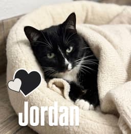 Jordan image 3