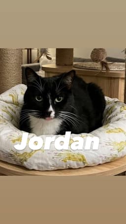 Jordan image 2