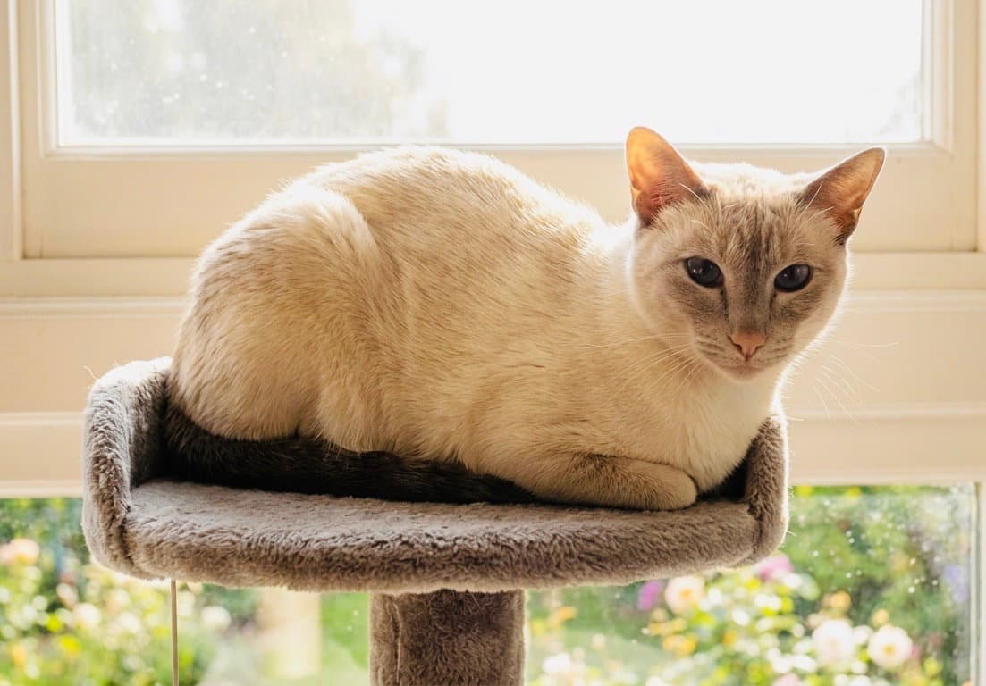 Valentino - Siamese