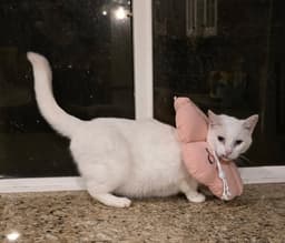 Lily image 1