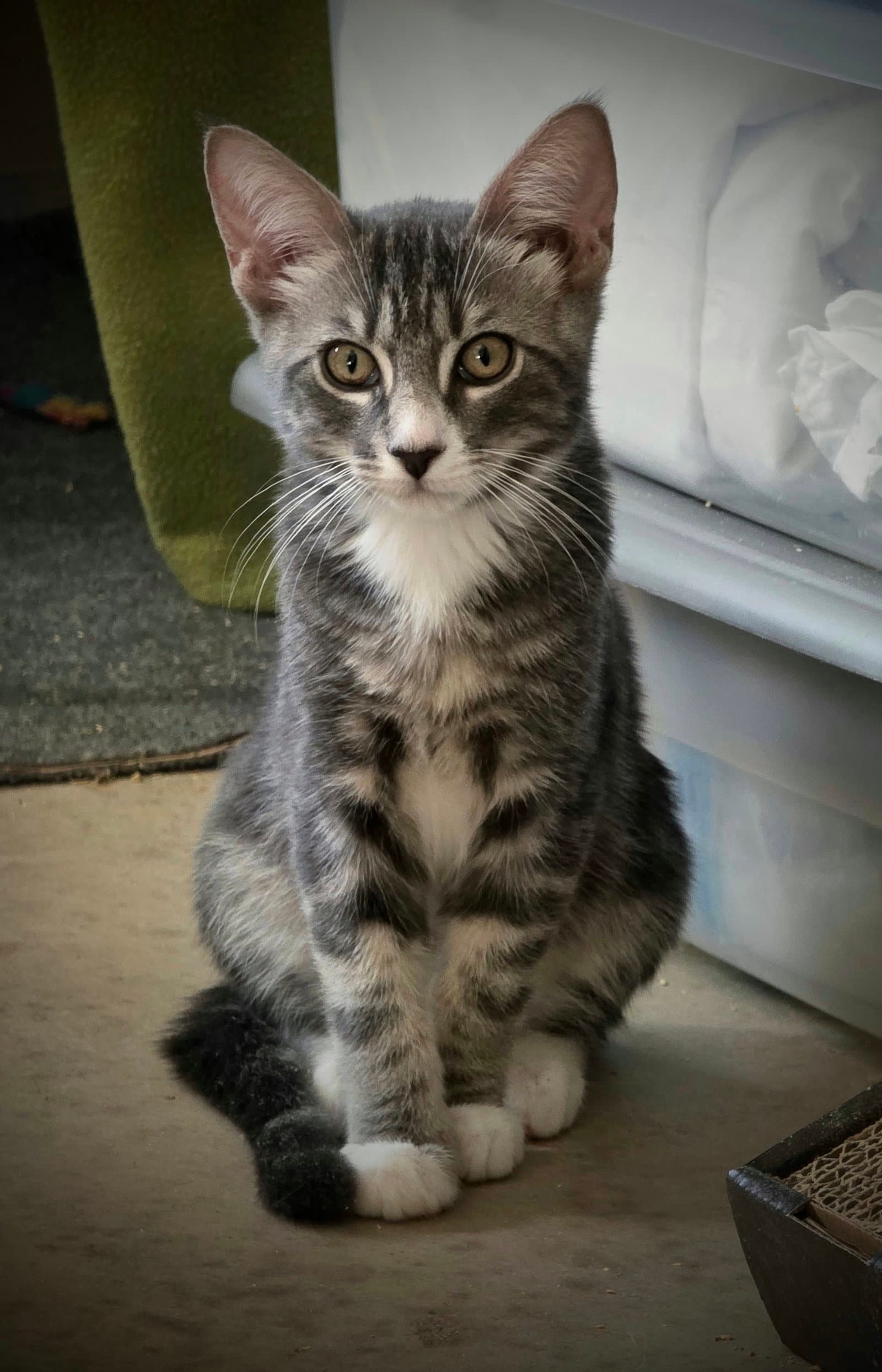 Duncan - Tabby