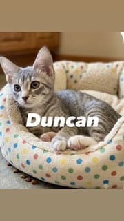 Duncan image 2