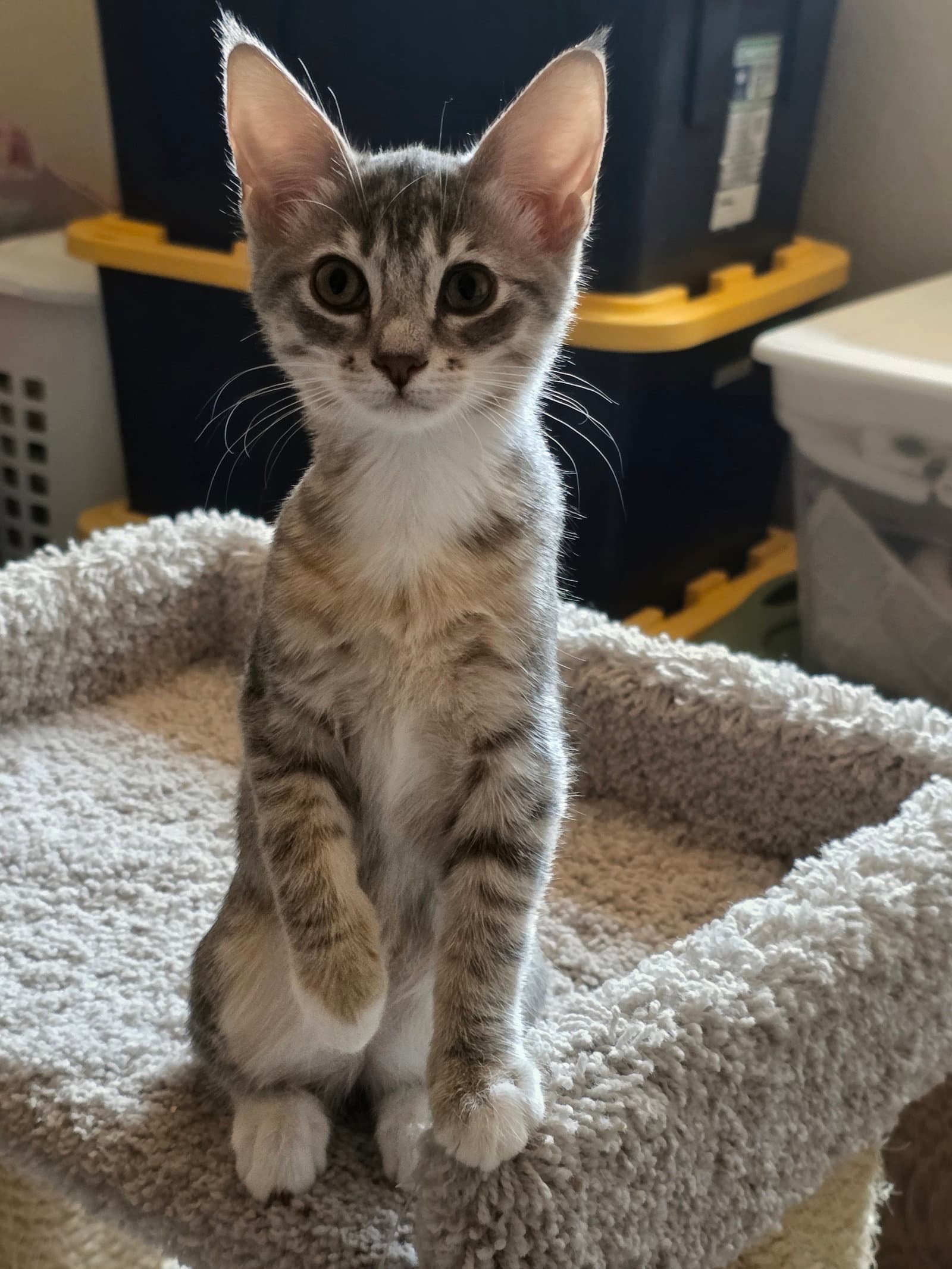 Flynn - Tabby