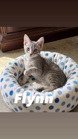 Flynn image 2