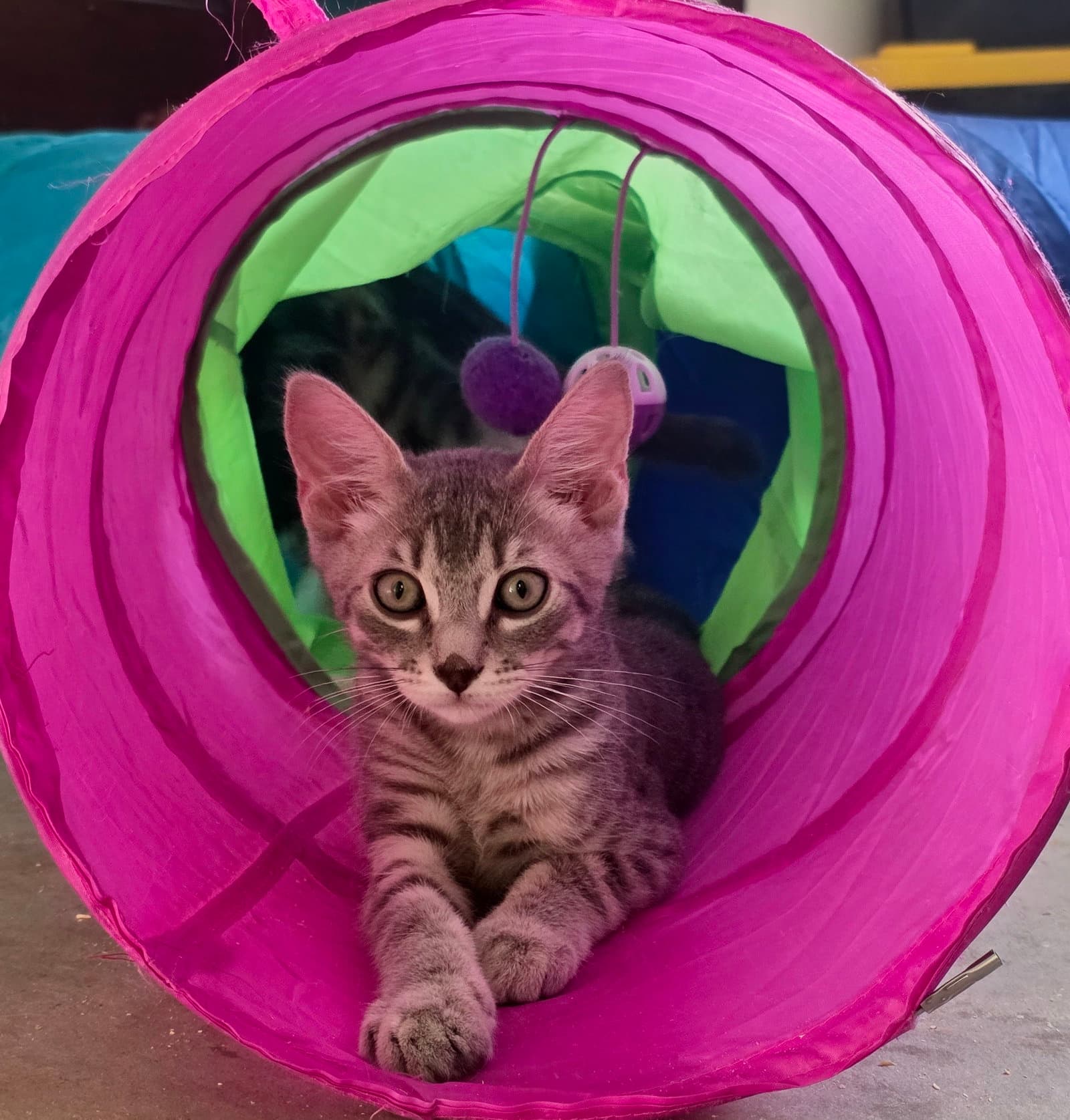 Grady - Tabby