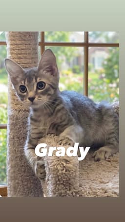 Grady image 4