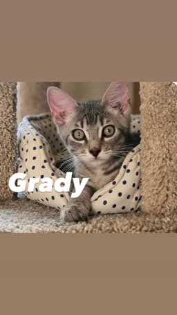 Grady image 2
