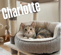 Charlotte image 2