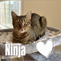Ninja image 2