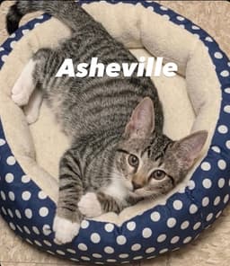 Asheville image 1