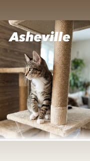 Asheville image 2