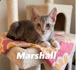 Marshall image 1