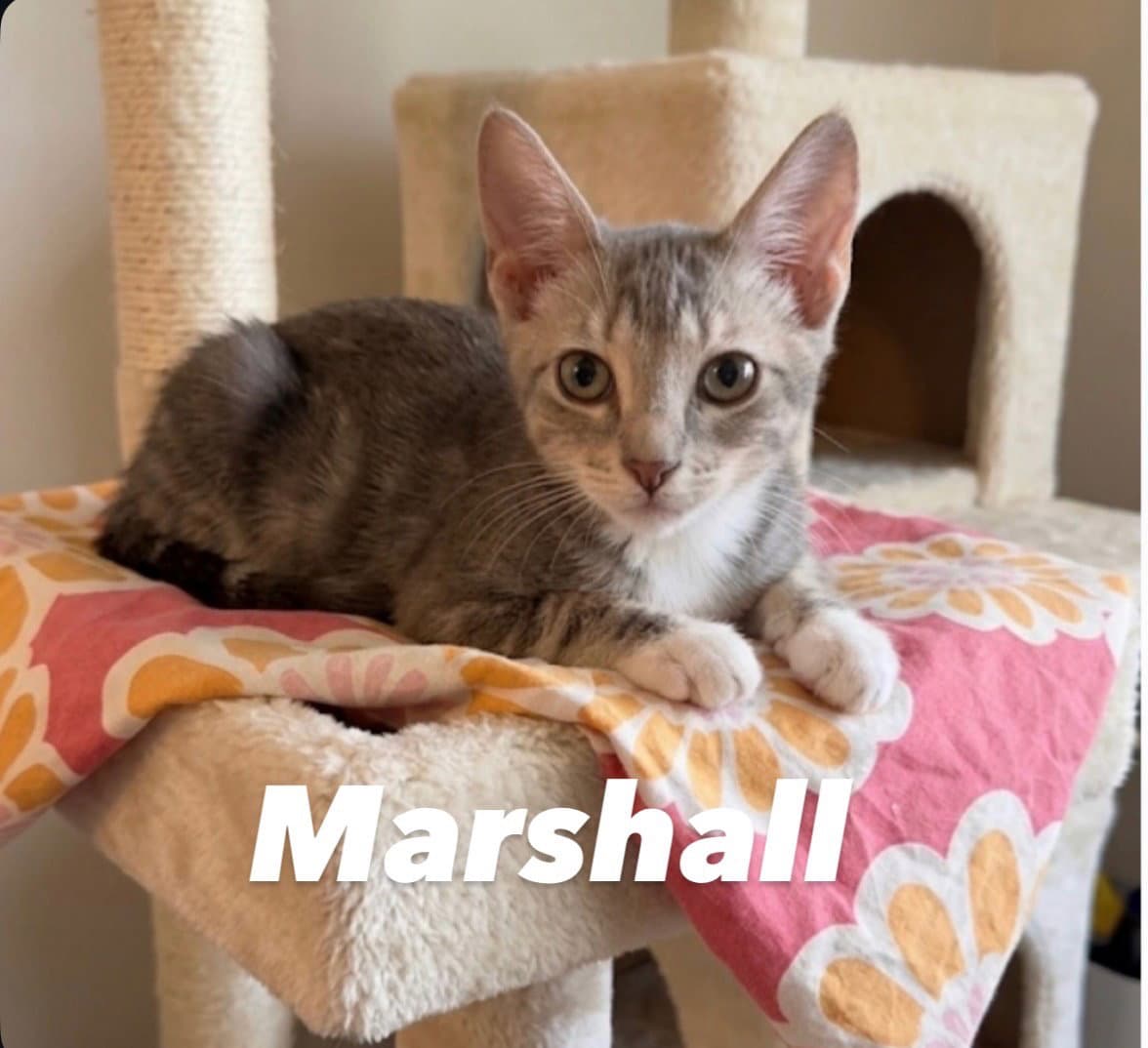 Marshall - Domestic Short Hair