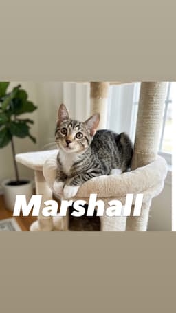 Marshall image 2