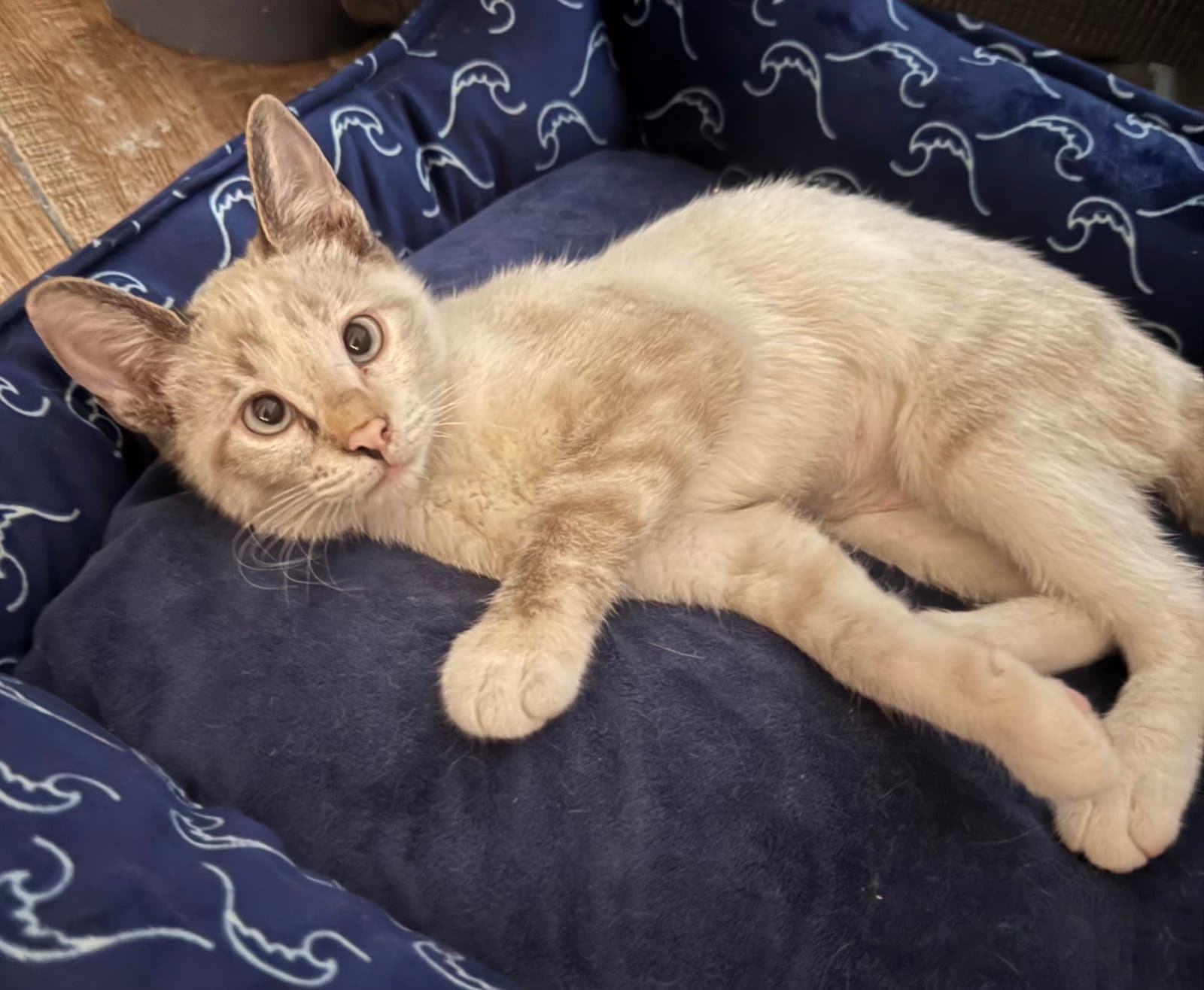 Salem - Domestic Short Hair