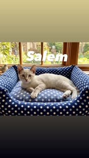 Salem image 2