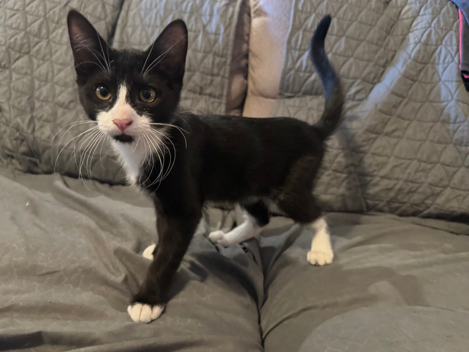 Winston - Tuxedo