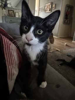 Winston image 3