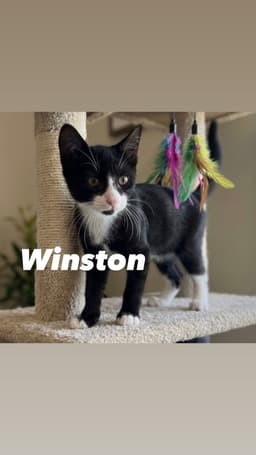 Winston image 2