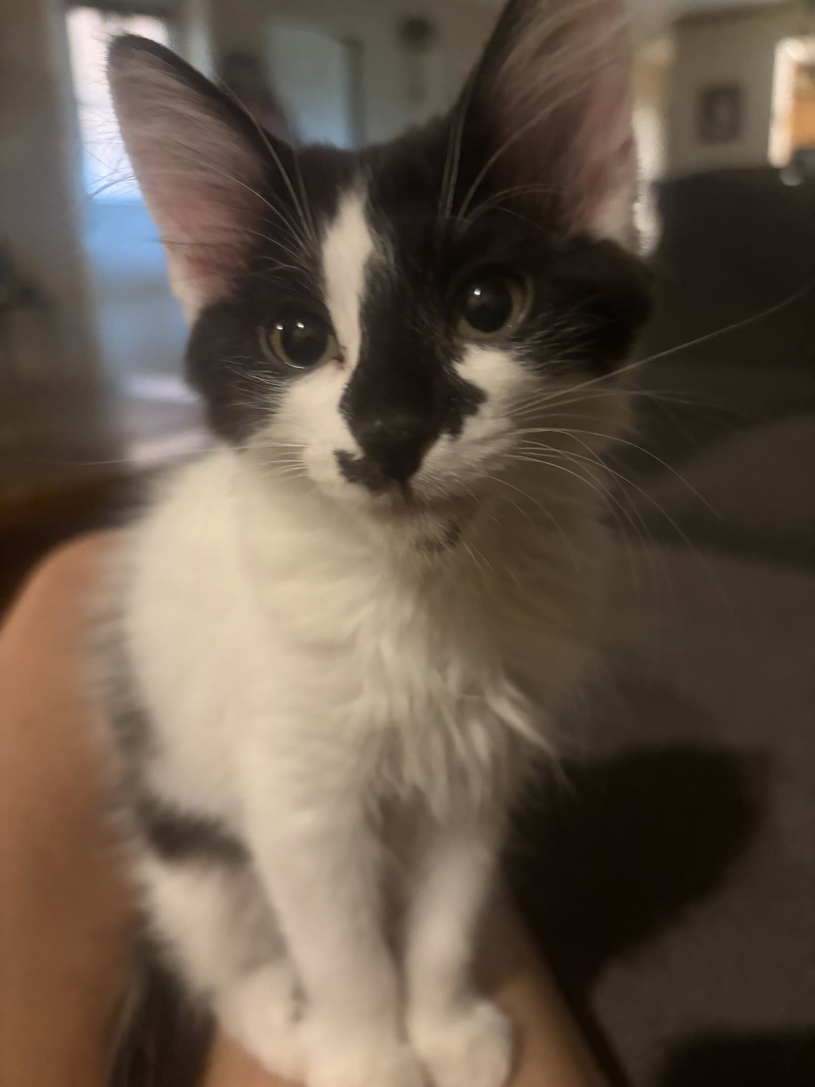 Santana - Domestic Medium Hair