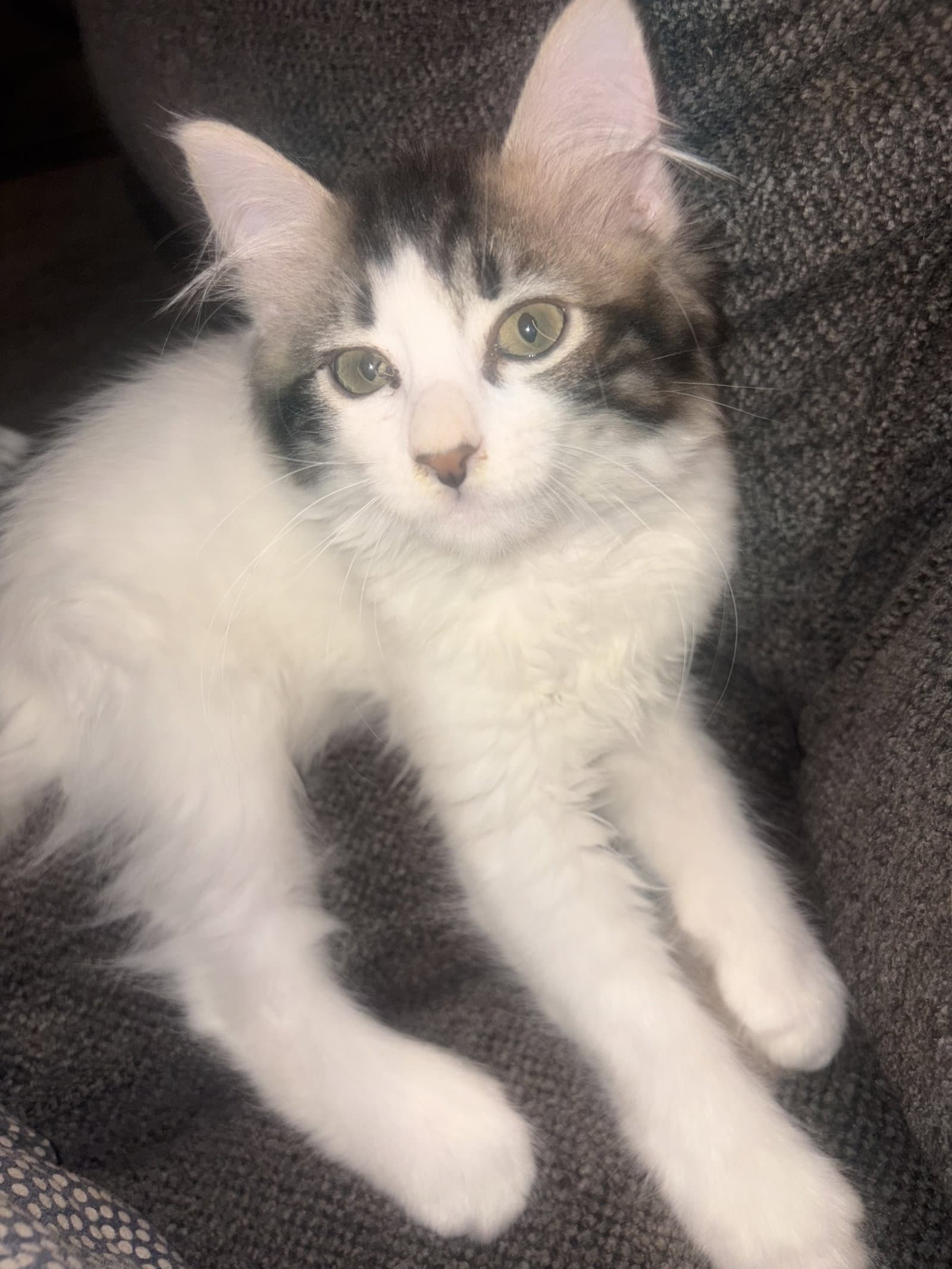 Savana - Domestic Long Hair