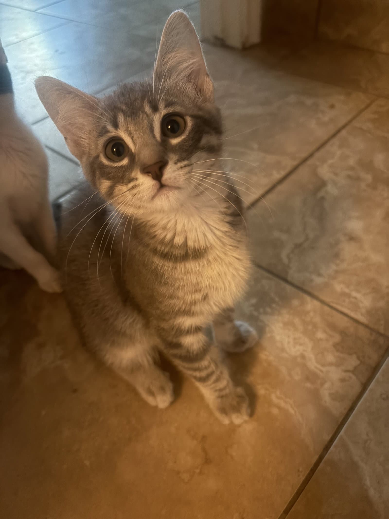 Santiago - Domestic Short Hair