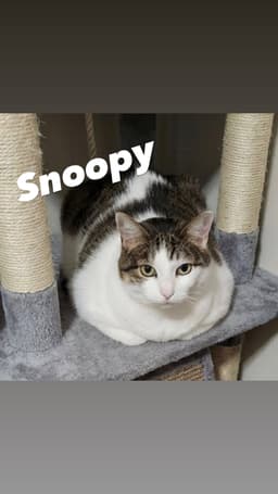 Snoopy image 2