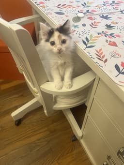 Lucy image 1