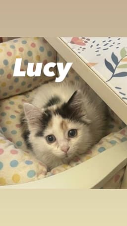 Lucy image 2