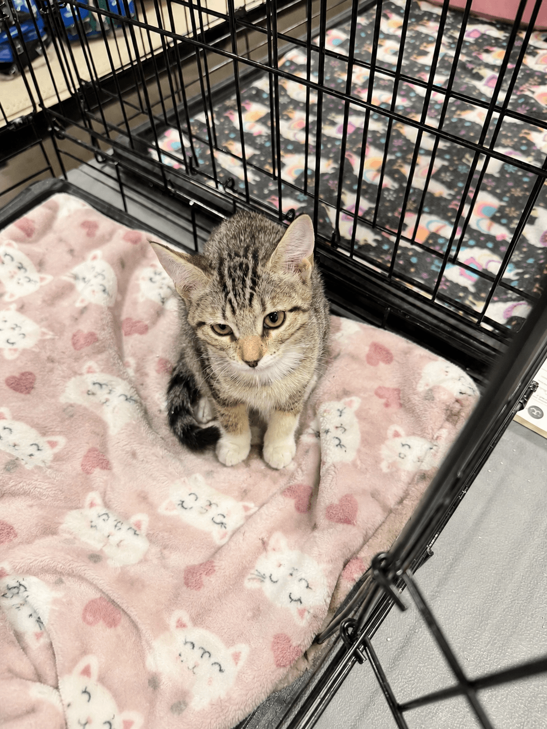Wally - Domestic Short Hair