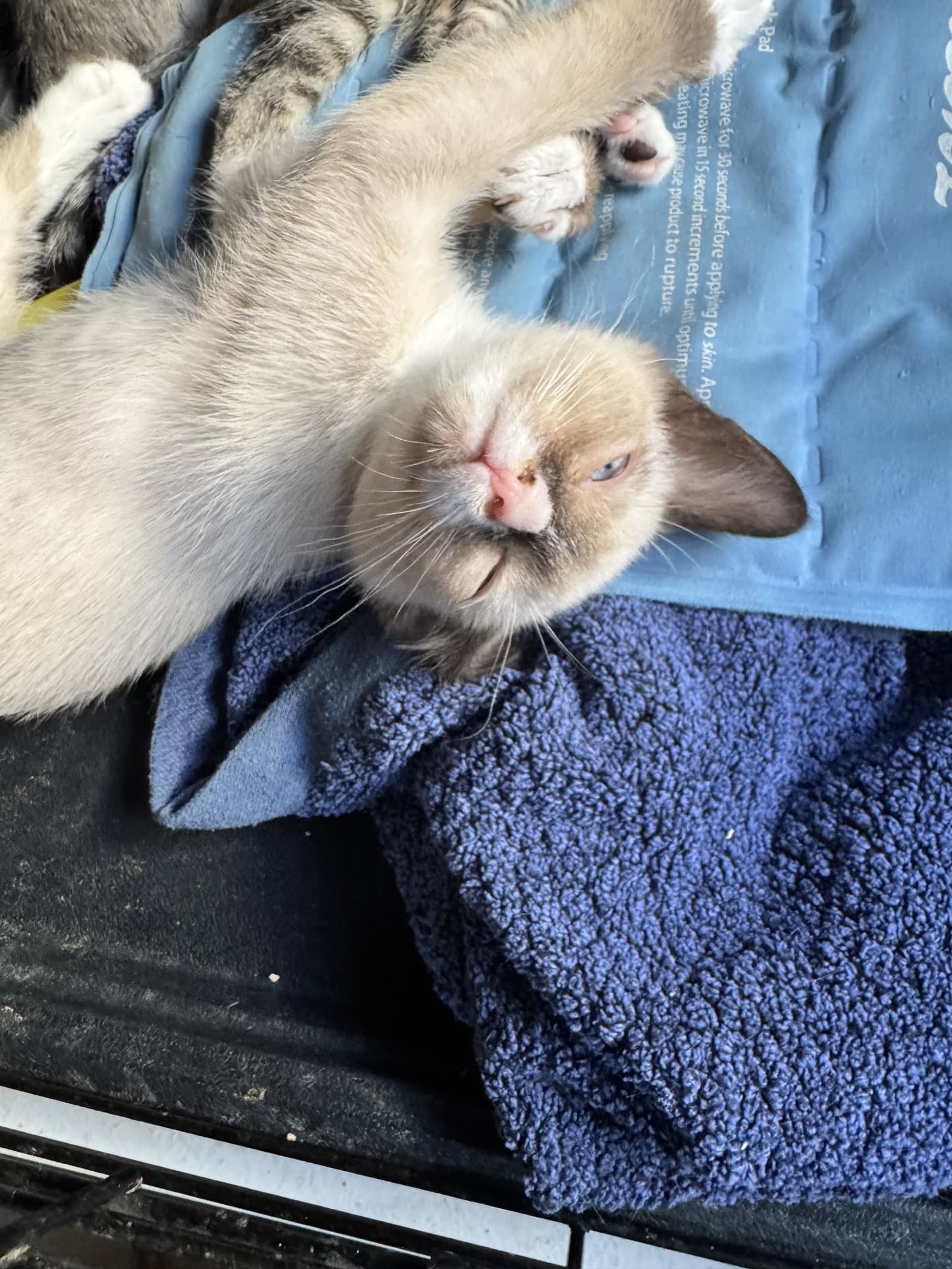 Mr T - Domestic Short Hair