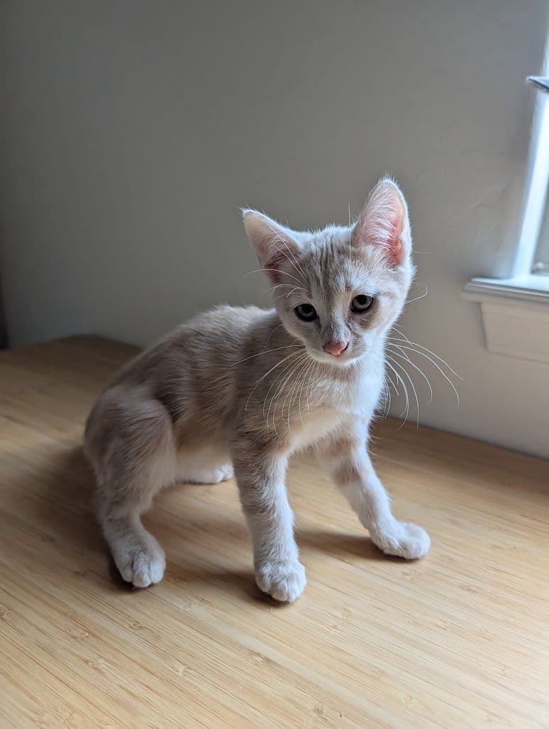 Sandy - Domestic Short Hair