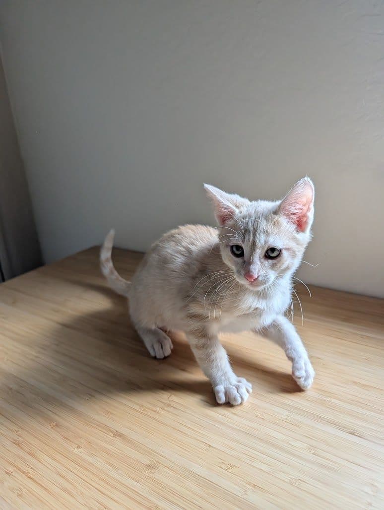 Sirius - Domestic Short Hair