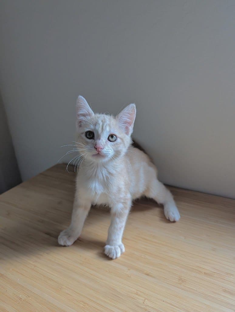 Swirl - Domestic Short Hair