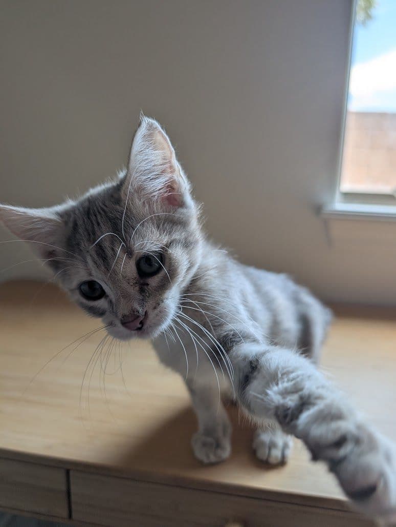 Stack - Domestic Short Hair
