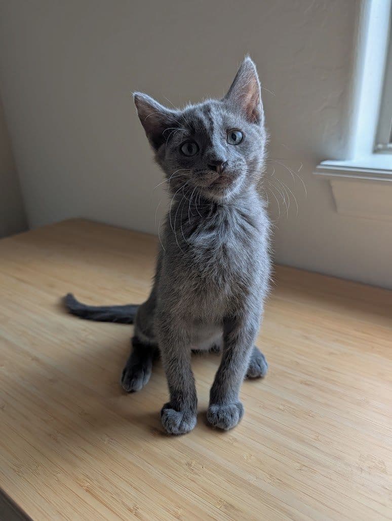 Smoke - Domestic Short Hair