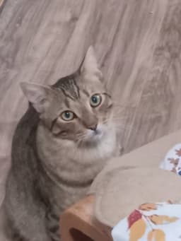 Boi Boi image 2