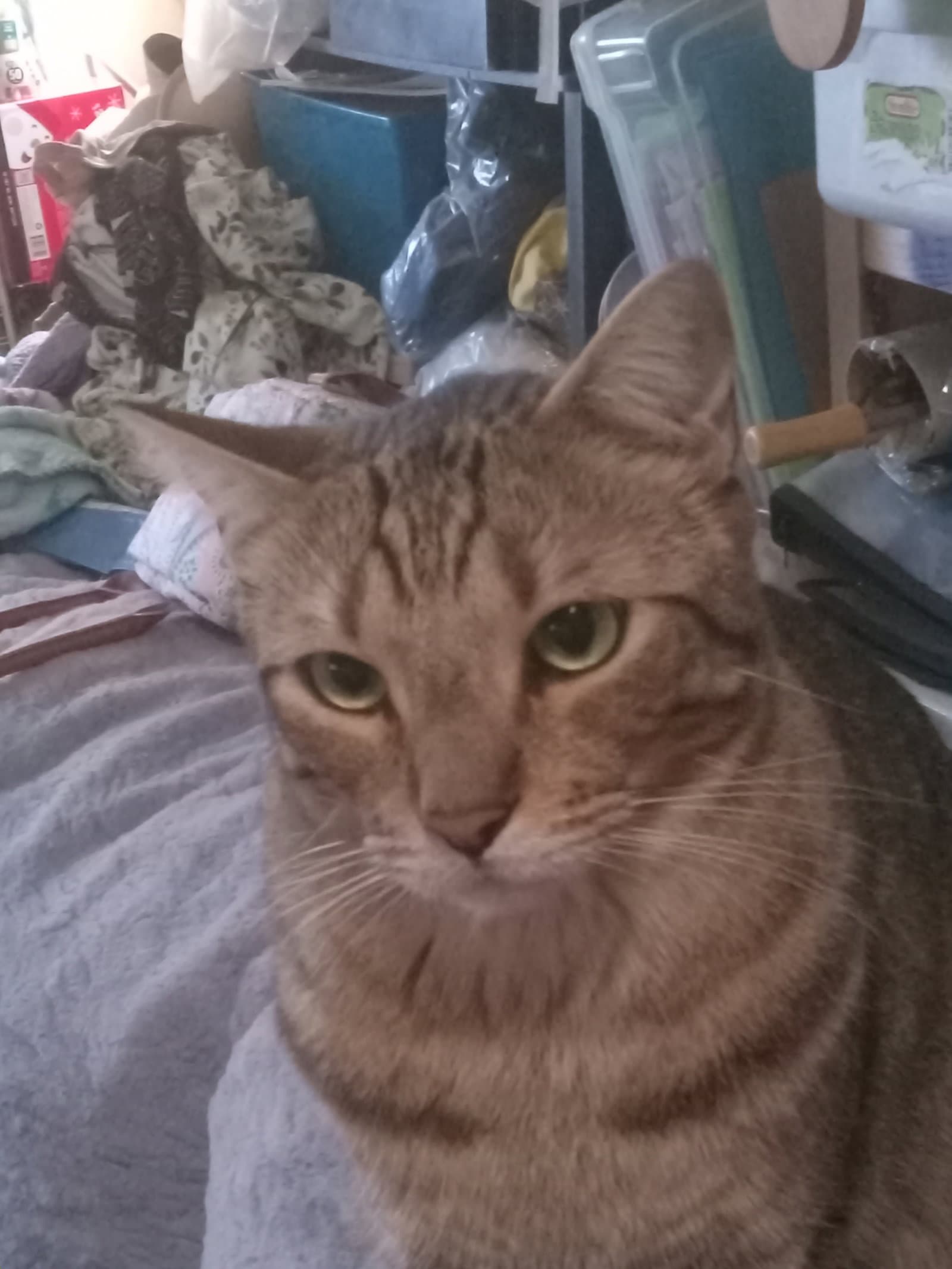 Boi Boi - Domestic Short Hair
