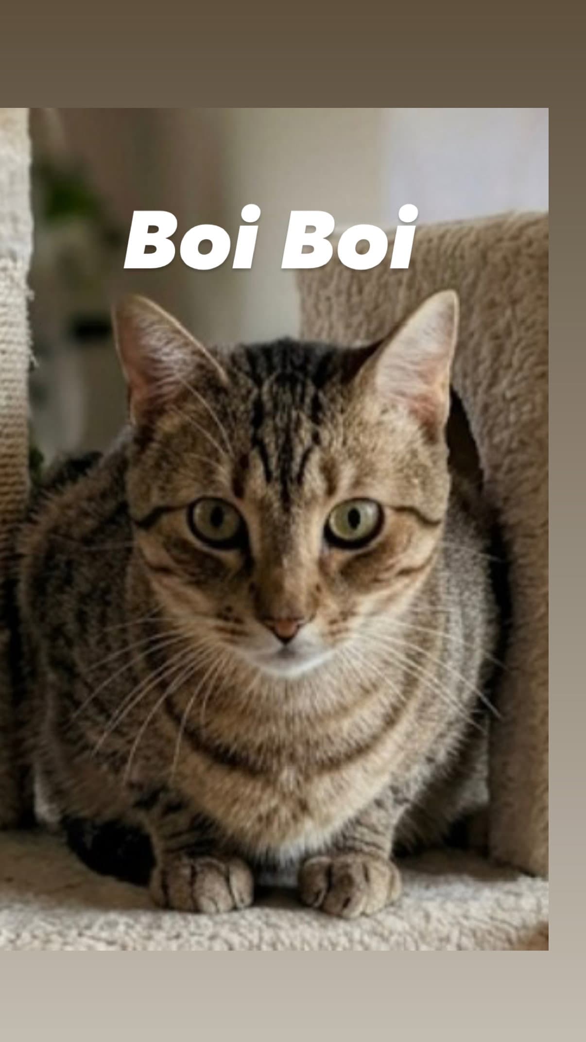 Boi Boi - Domestic Short Hair