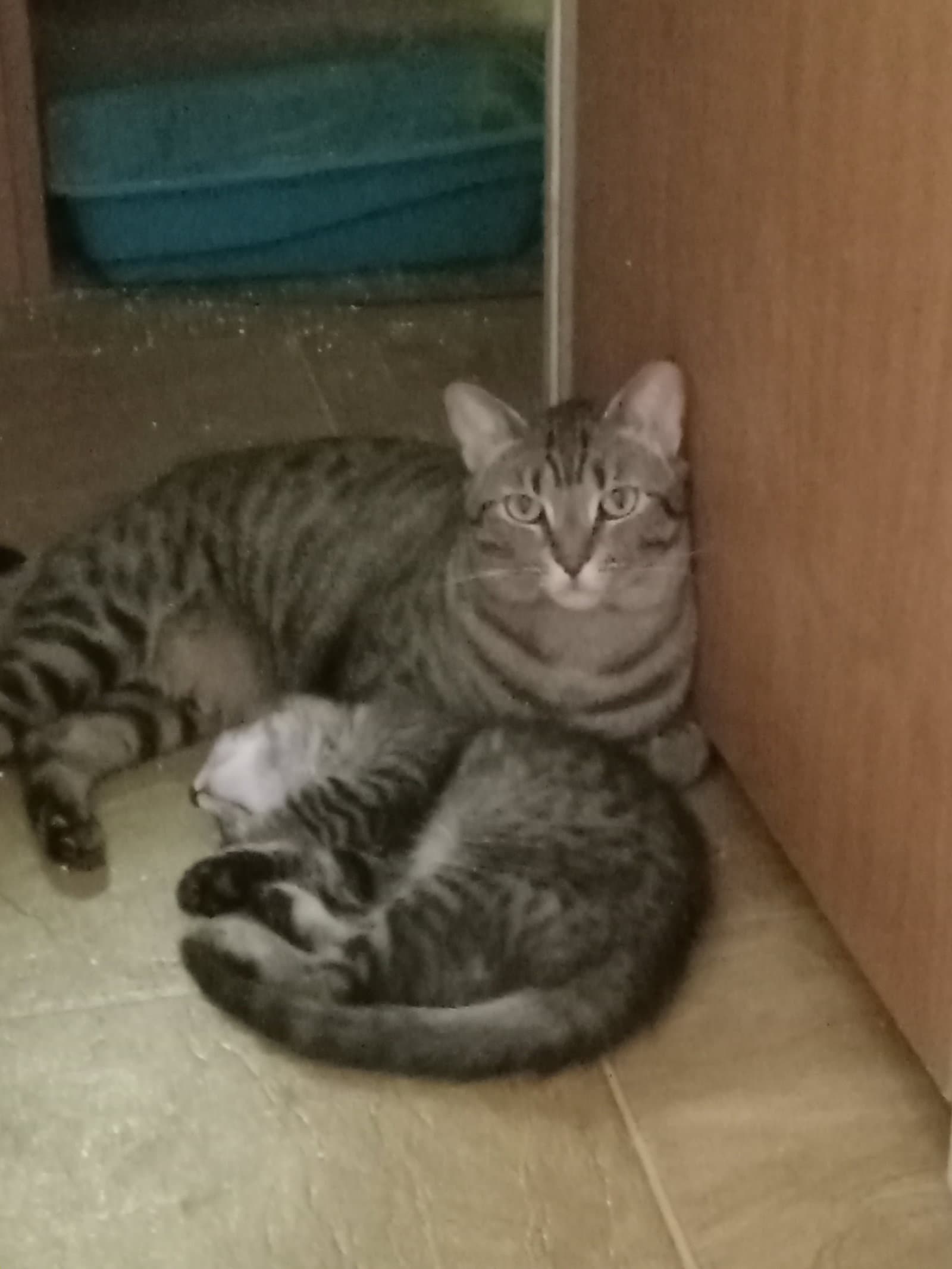 Leonard - Domestic Short Hair