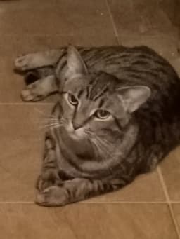 Leonard image 2