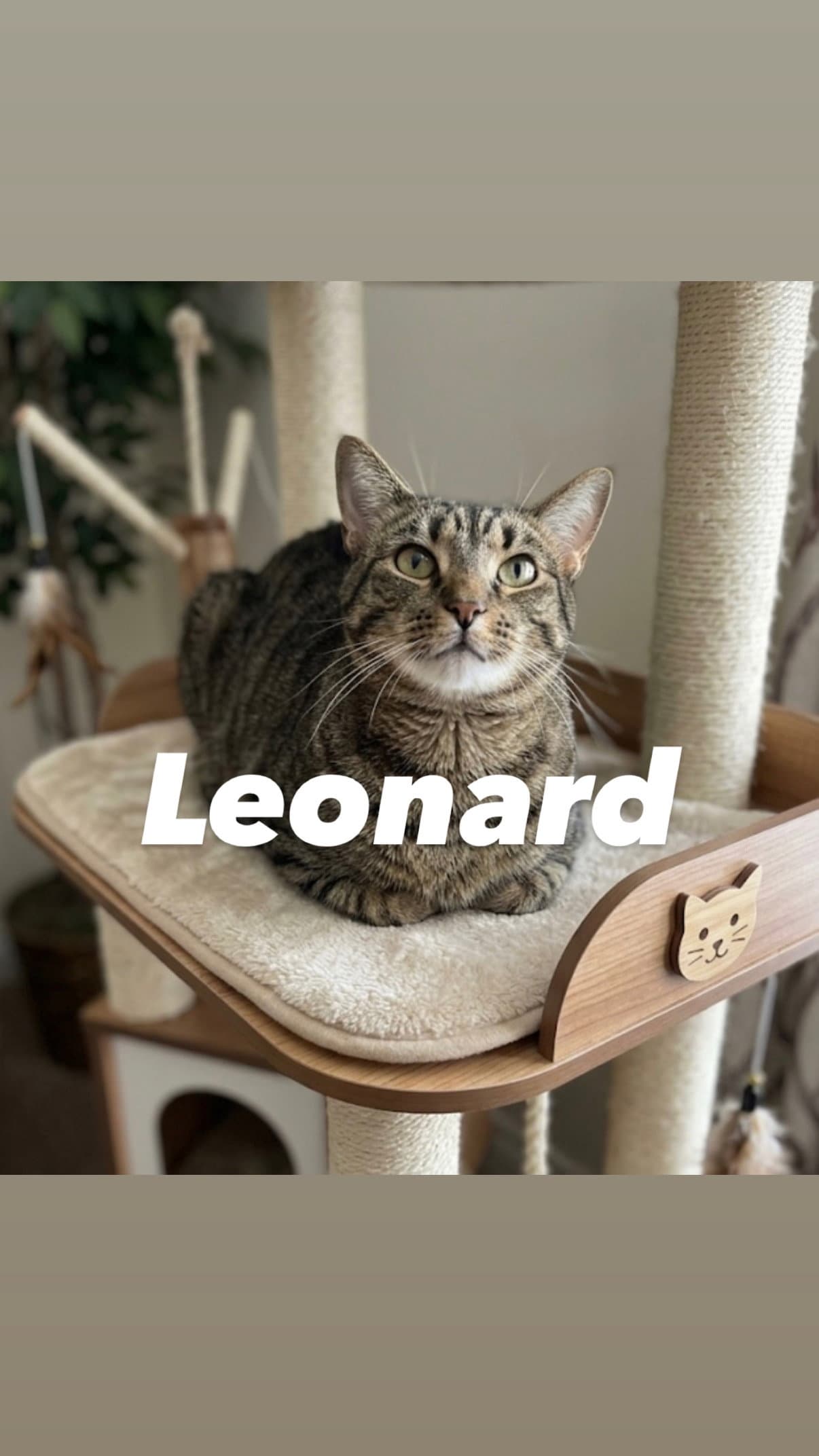 Leonard - Domestic Short Hair