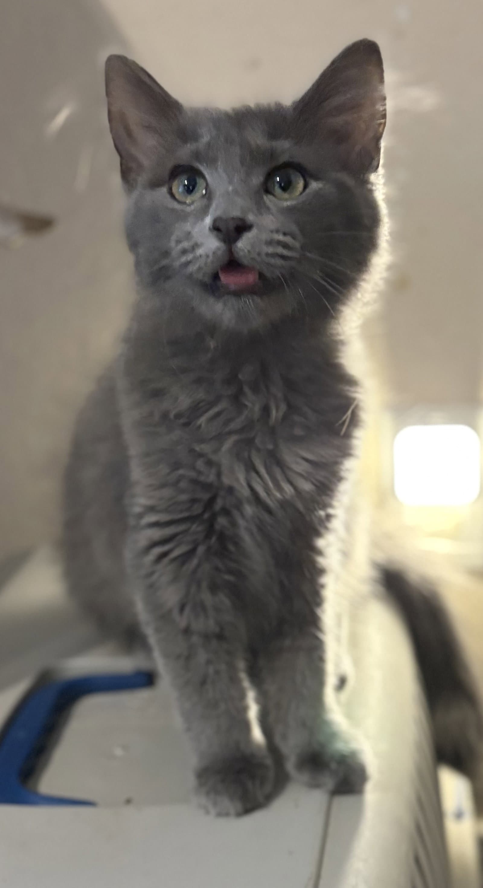 Cece - Russian Blue