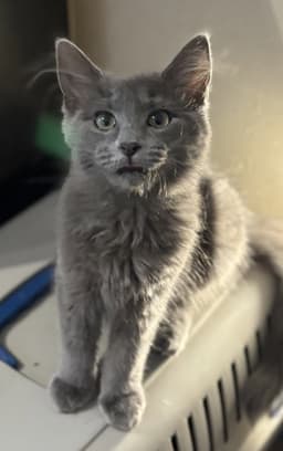Cece image 2