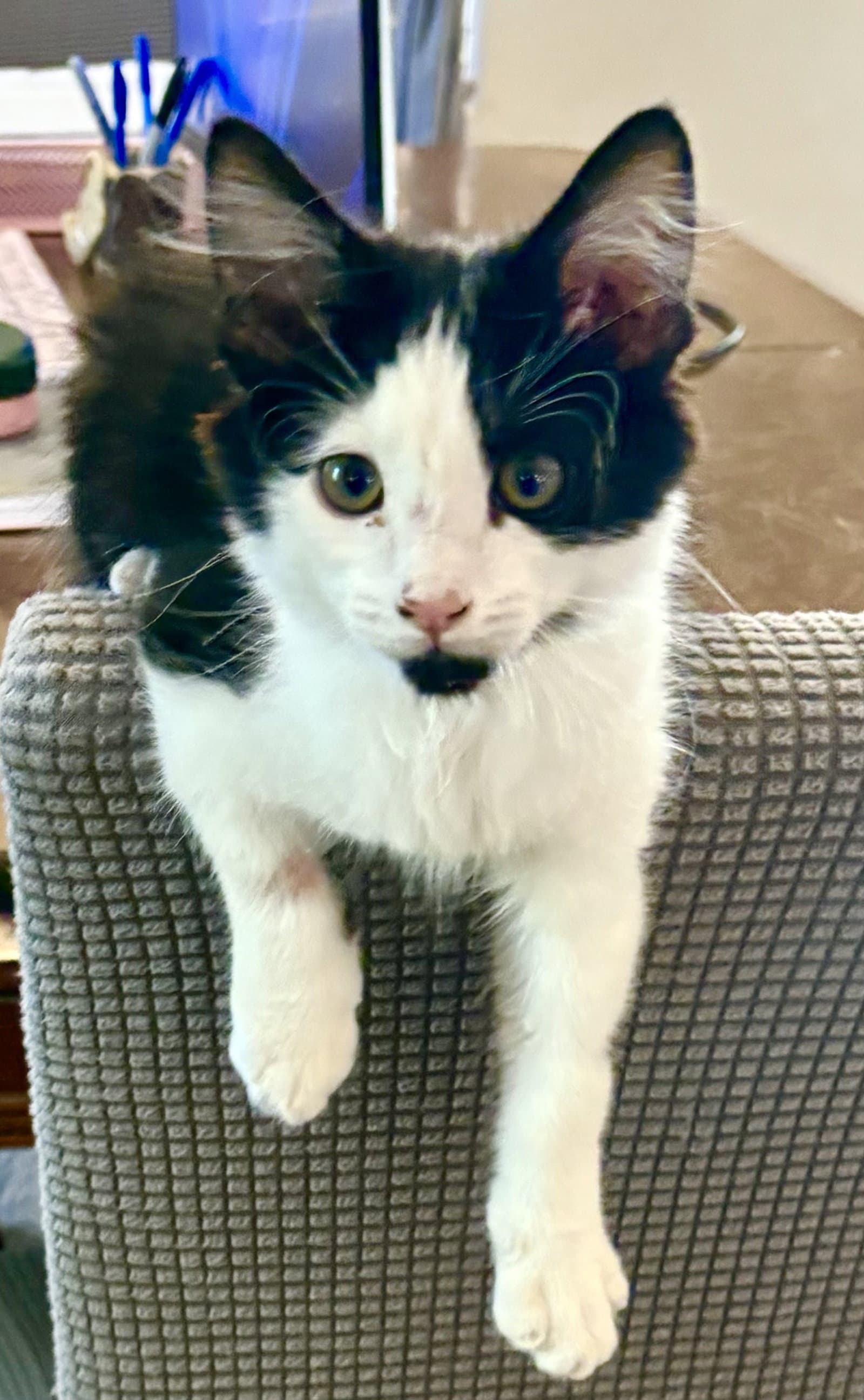 Enoch - Domestic Medium Hair