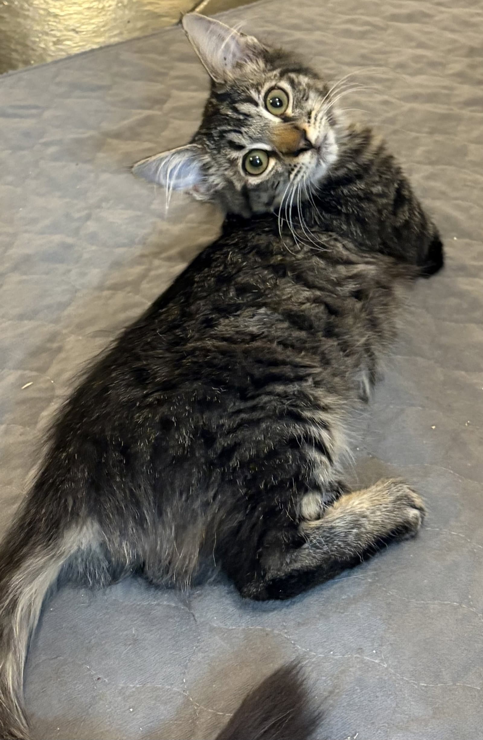 Larkin - Domestic Medium Hair